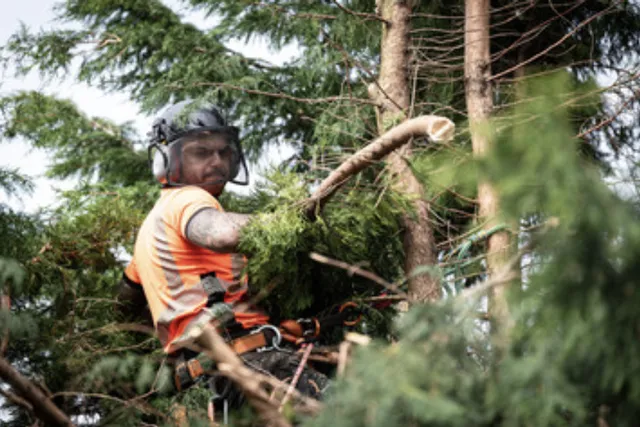 work photo from treeservicebridgewater.com
