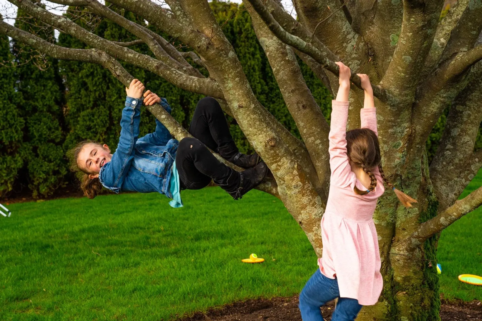 Children climbing tree in nice green lawn in New England