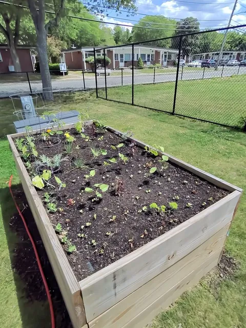 Raised bed garden with tomato cages and drip irrigation at a school garden club installation in Needham, Massachusetts