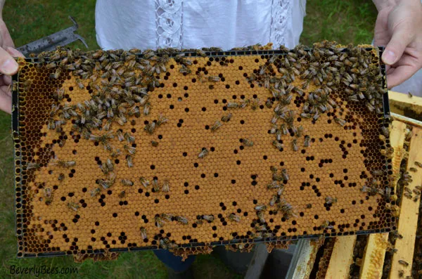 Honey Bee Brood Frame