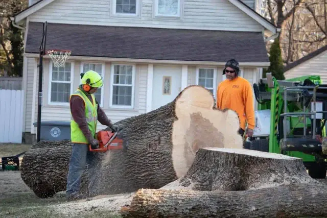 hayes tree removal