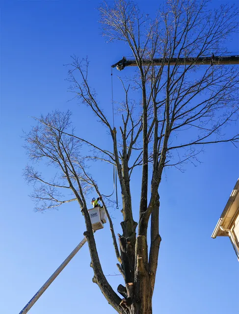 large-tree-removal