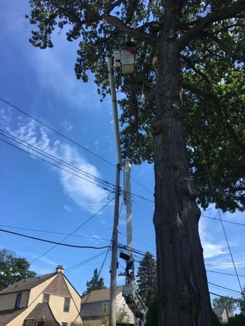 work photo from sandovaltreeservice.com