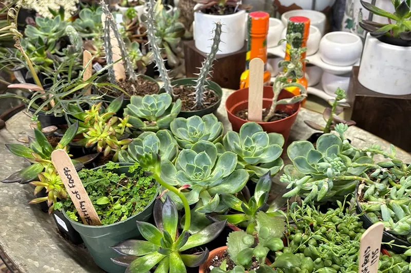 work photo from echobrooknursery.com