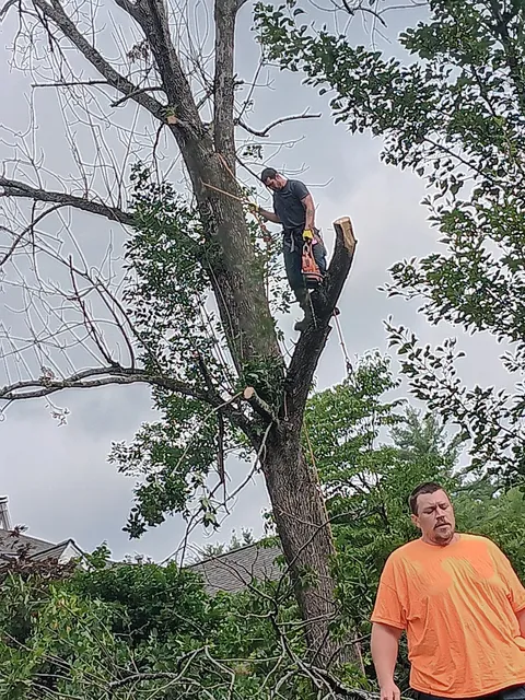 Devaney Tree & Climbing LLC work photo