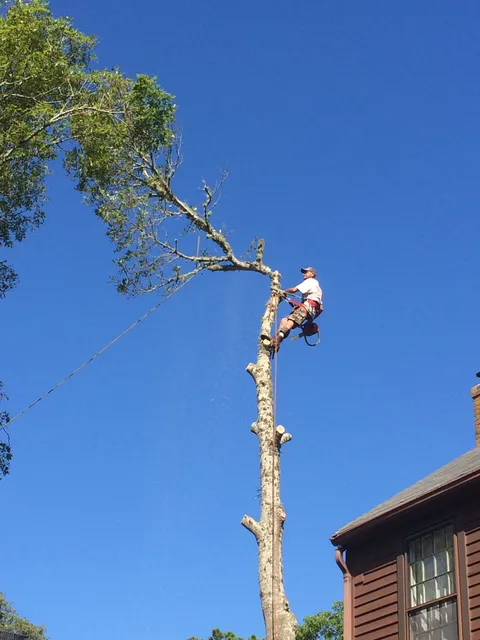 Shawn's Tree Service of Cape Cod work photo