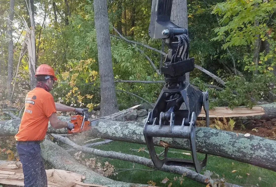tree-trimming.jpg