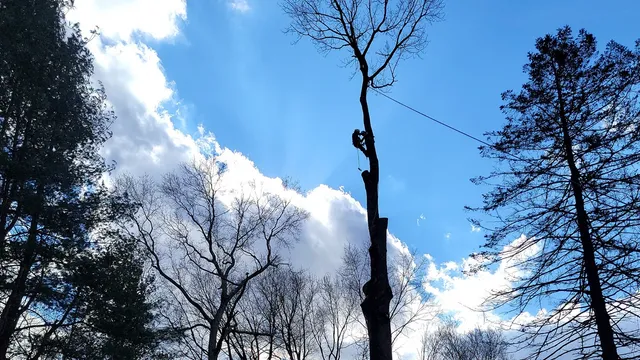 work photo from angelotreeservices.com