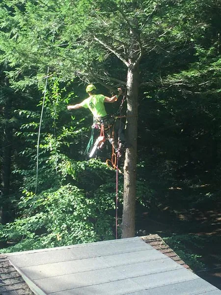 ArborTech NH tree care project 6 - Professional tree removal, pruning, or stump grinding service in New Hampshire
