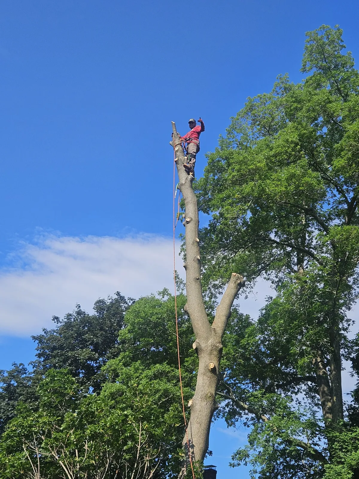 E L Landscaping Construction & Tree Services LLC