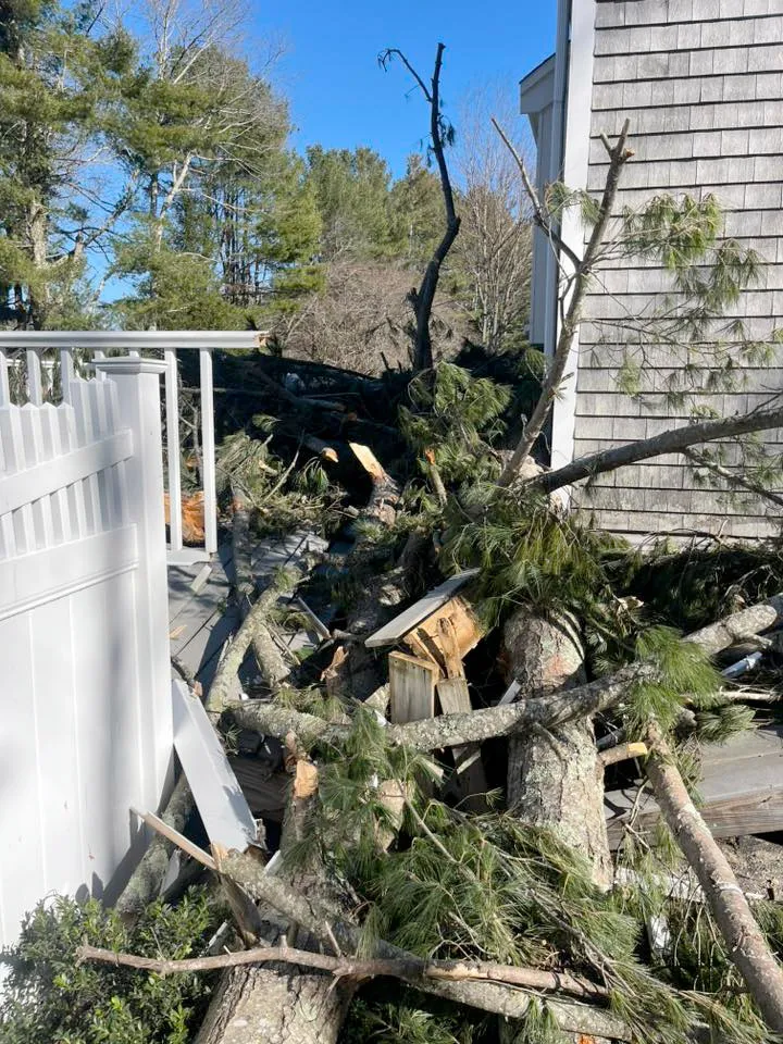 work photo from treeservicekingston.net