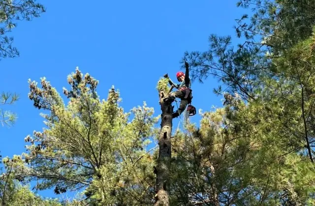 work photo from rojas-tree.com