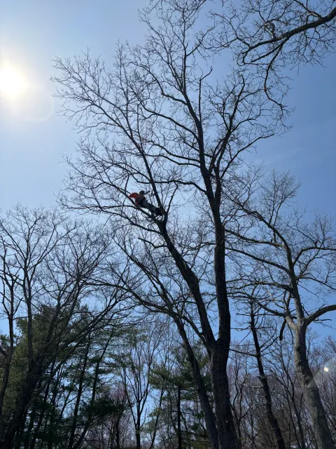 Professional tree work high in canopy