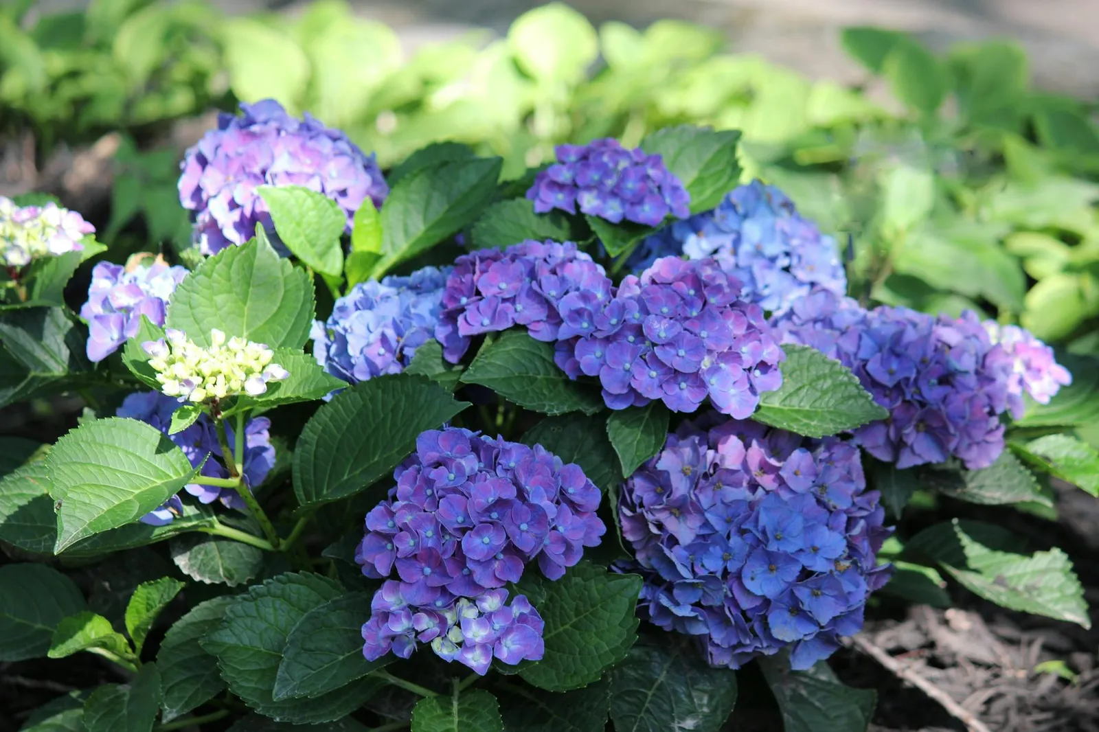 Garden. Planting. Landscaping. Perennial. Annual. Landscape. Garden Design. Pruning. Transplanting. Outdoor Design.