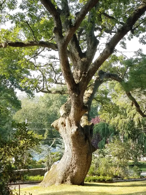 A large, old tree with a thick, twisting trunk and sprawling branches filled with green leaves, located in a park or garden setting with a grassy area and some plants in the background.