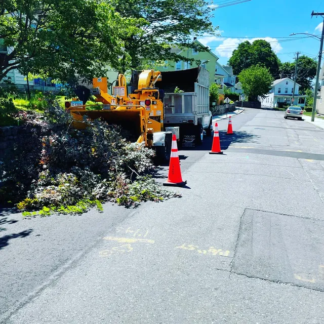 Pine Ridge Tree service work photo