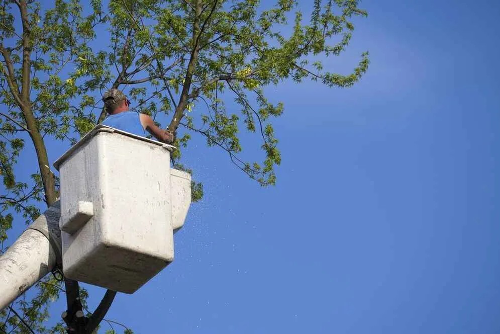 Tree Service Medford, MA