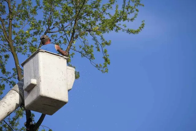 Tree Service Medford, MA