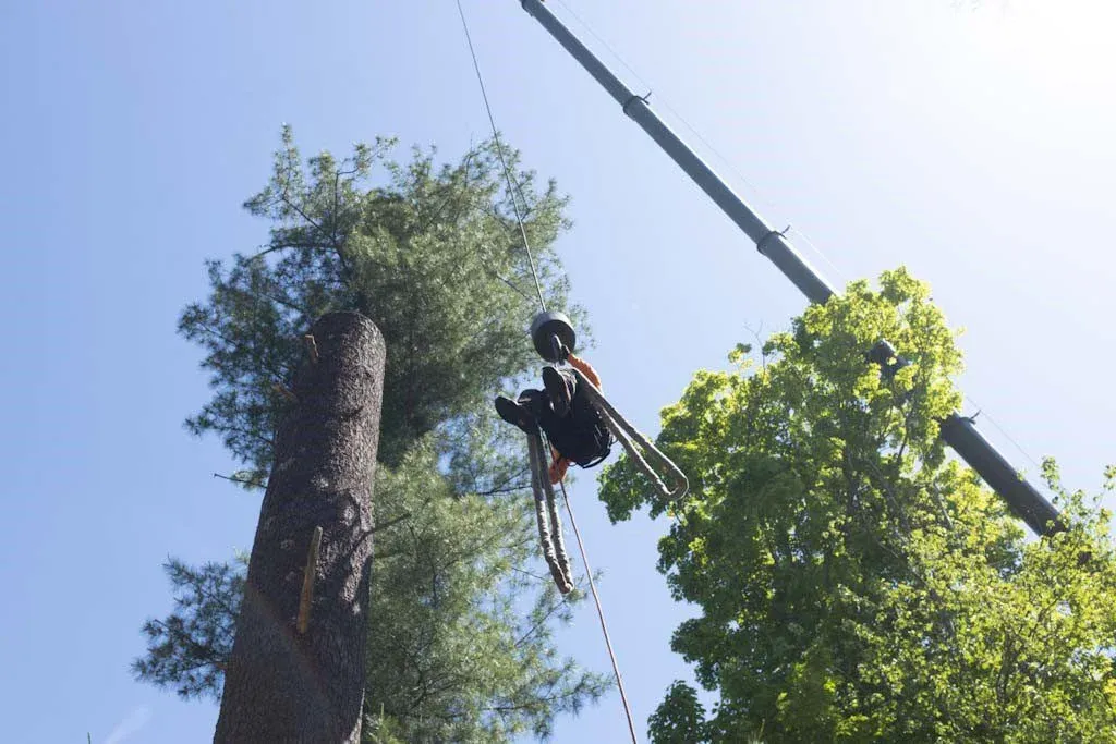 work photo from dependabletree.net