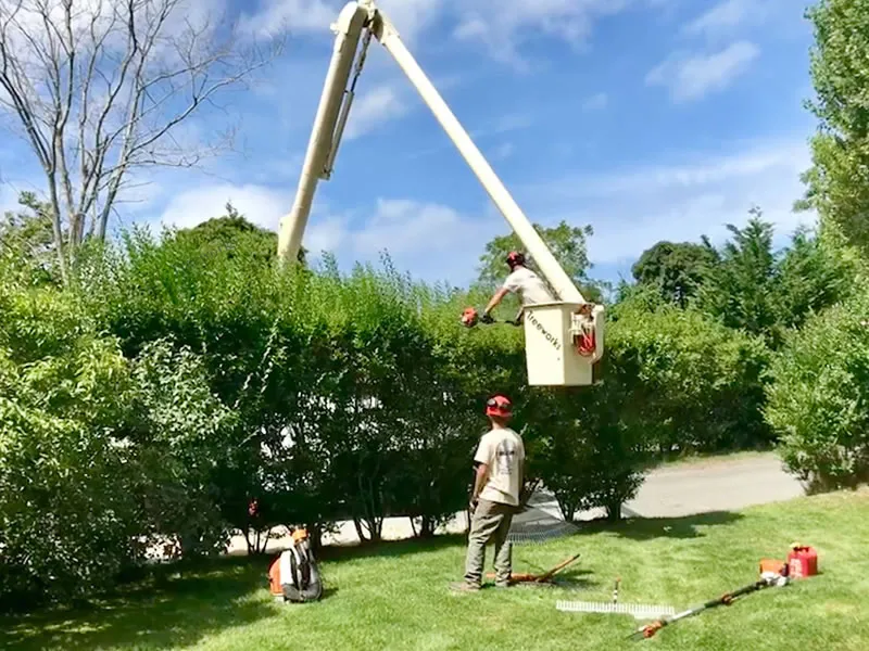 landscaping-tree-pruning-cape-cod
