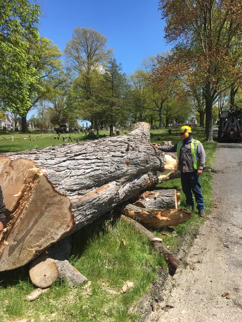 Merrigan Tree LLC work photo
