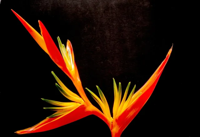 Black Flower lower left.jpeg