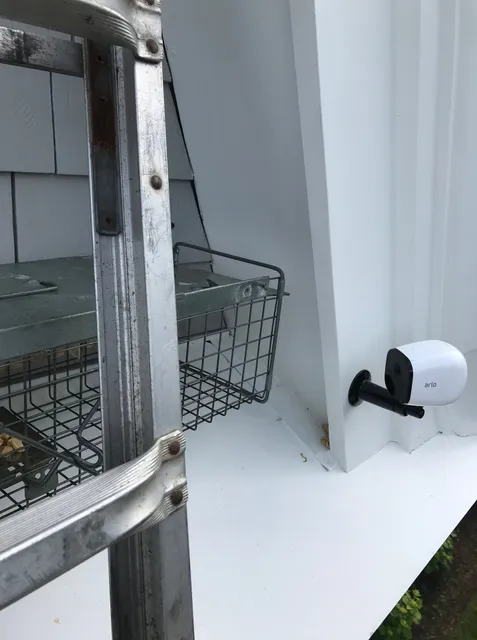 Downes Pest & Wildlife