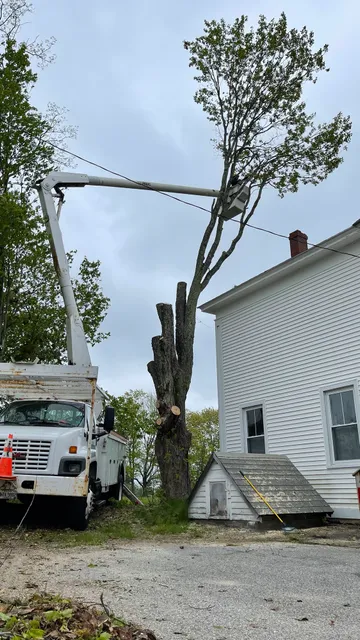 work photo from treeguysinc.com