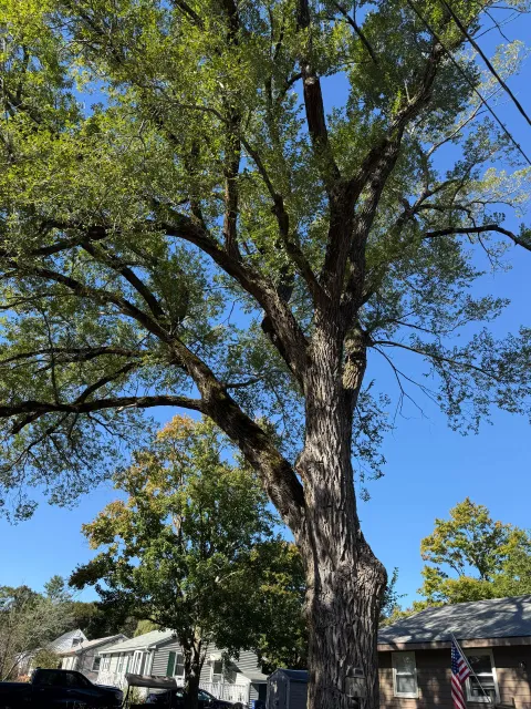 work photo from saldanatreeserviceslandscaping.com