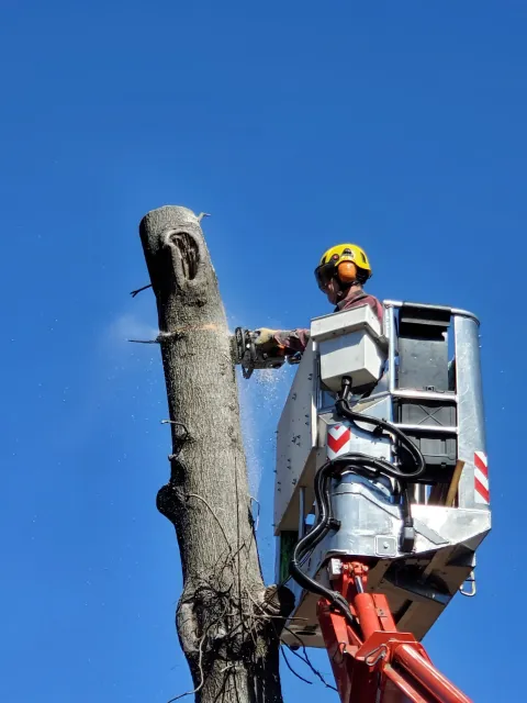 A worker in a cherry picker trimming a tall tree with a chainsaw, with a clear blue sky background.