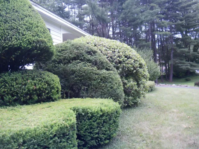 D. Adams Landscaping researched project photo