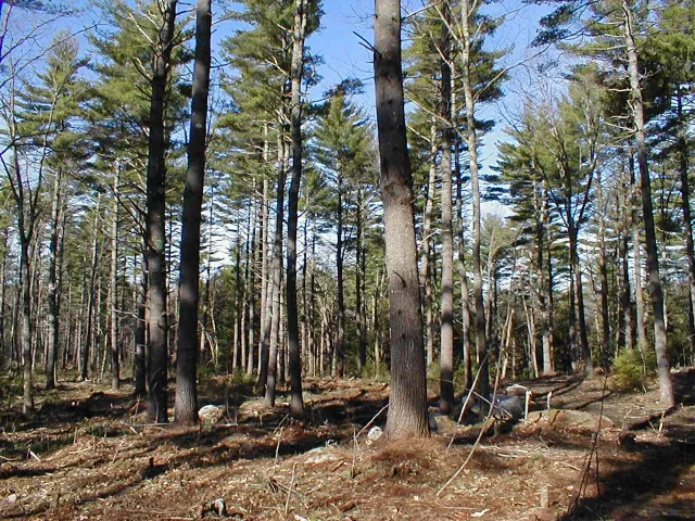Forest Land Improvement work photo
