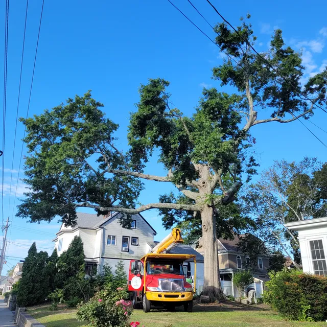 Norman Tree Service work photo
