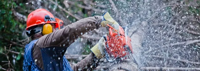 The Magnolia Tree Services LLC: Emergency tree removal in Stratford, Bridgeport and Milford