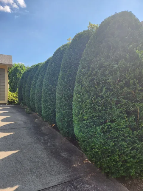 Hedge trimming, Northampton Ma