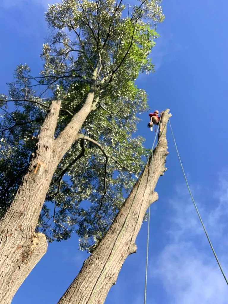 4seasons Tree service & Landscaping LLC