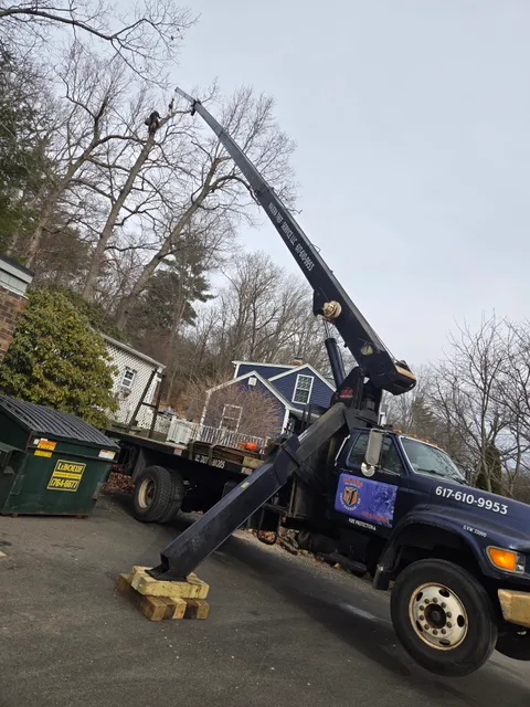 Najera Tree Service work photo