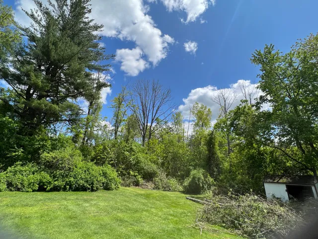 Richardson's Tree Service work photo