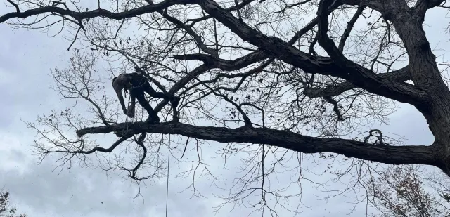 work photo from gotreeservices.com