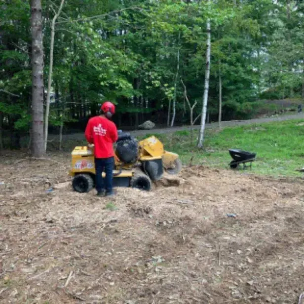 Professional Tree Removal Company