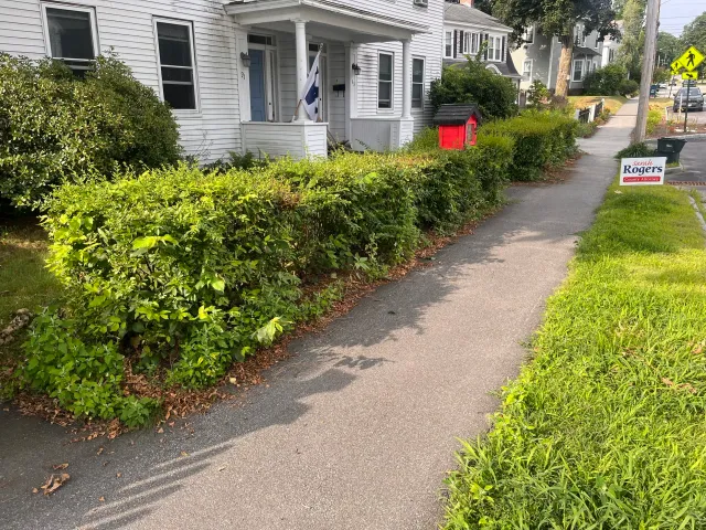 Sidewalk in a residential neighborhood with greenery, bushes, and trees along the sides. Bushes are overgrown.