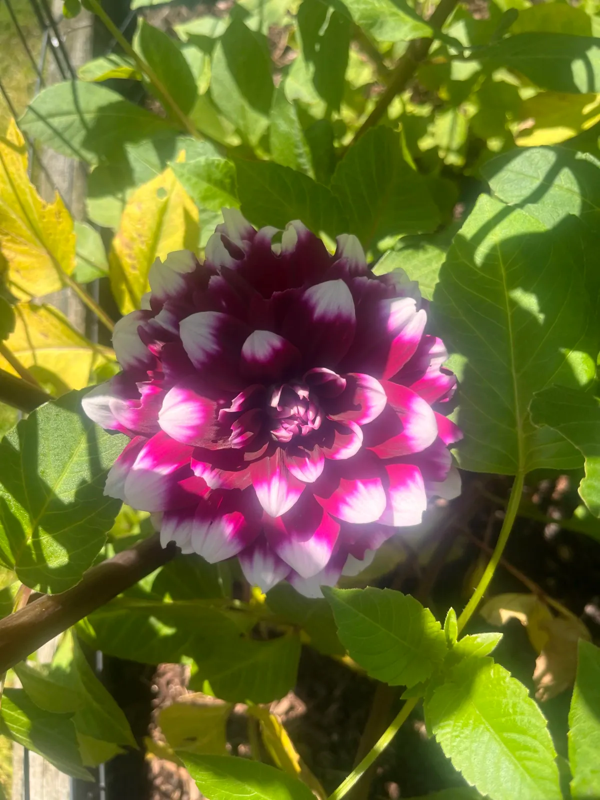 Cape cod flowers