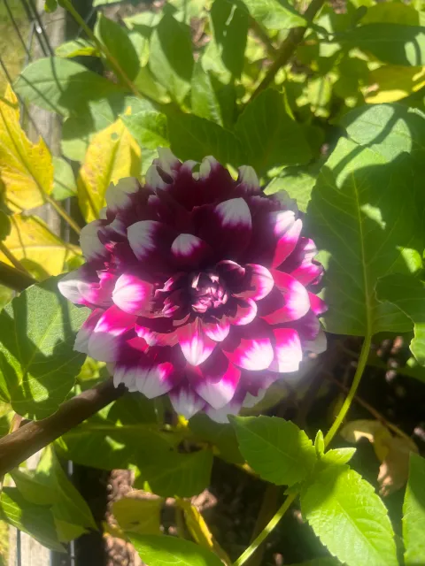 Cape cod flowers