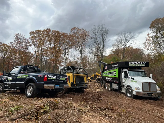 Cipully Tree Service LLC work photo