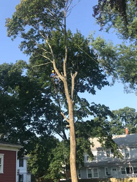 Vision Landscaping and Tree Services work photo