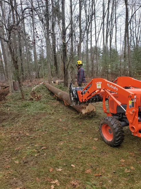 Tripp's Tree Service work photo