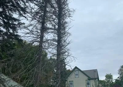 Reliable Lawn Maintenance
