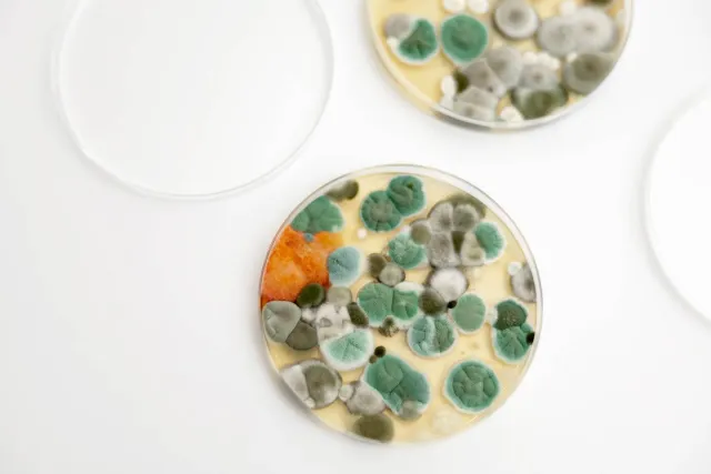 Is Mold in Your Car Dangerous? | BioClean | CT