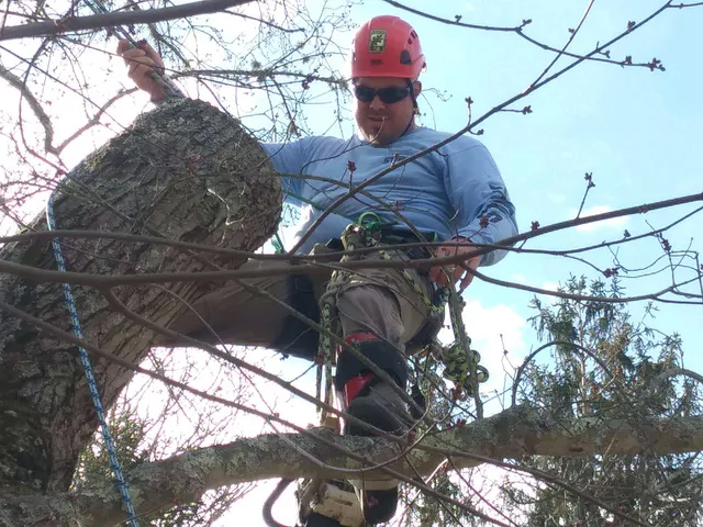 Cook's Tree Care work photo