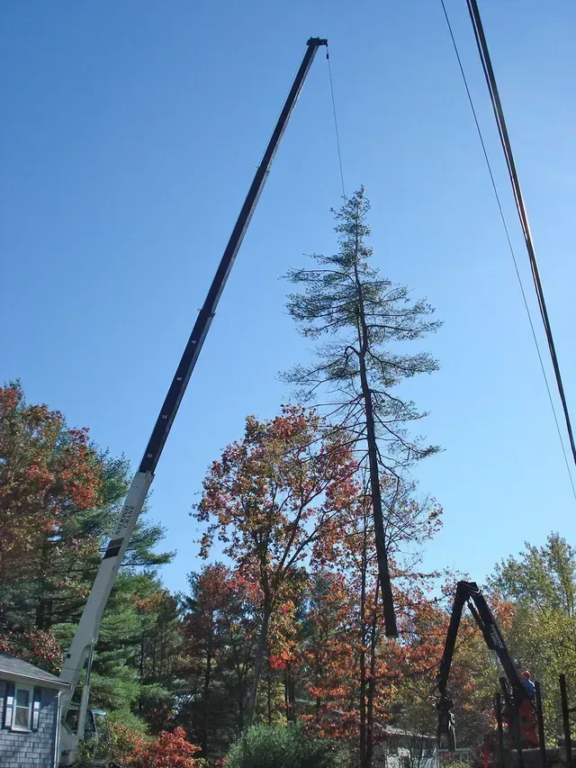 Crane lifting a tall tree trunk, likely for removal, with power lines visible overhead. Autumn trees in the background.